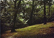 Gallery 1-1