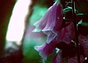 Gallery 16-9
