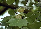 Gallery 1-1