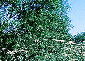 Gallery 16-5