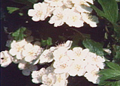 Gallery 16-6