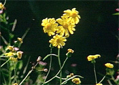Gallery 1-1