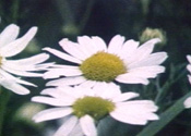 Gallery 1-12