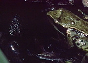 Gallery 1-2